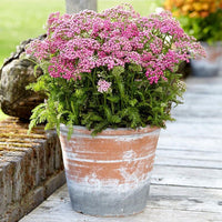 Milly Rock™ Rose Yarrow | Achillea millefolium 'FLORACHRO1' USPP31620