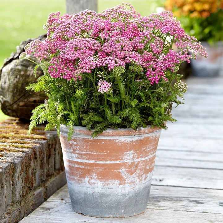 Milly Rock™ Rose Yarrow | Achillea millefolium 'FLORACHRO1' USPP31620