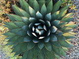 Agave 'Blue Glow' | Agave 'Shaka Zulu'