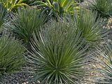 Agave Twin Flowered Agave |Agave geminiflora