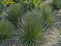 Agave Twin Flowered Agave |Agave geminiflora