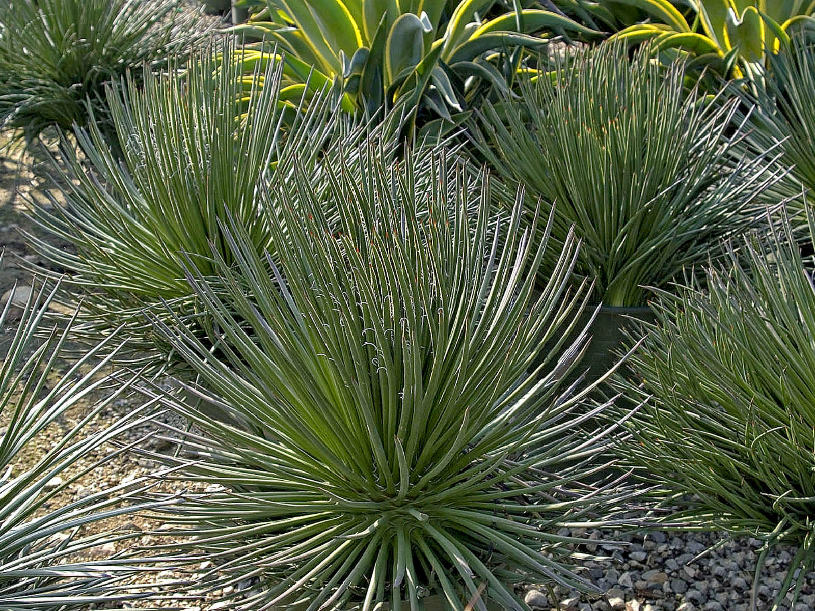 Agave Twin Flowered Agave |Agave geminiflora