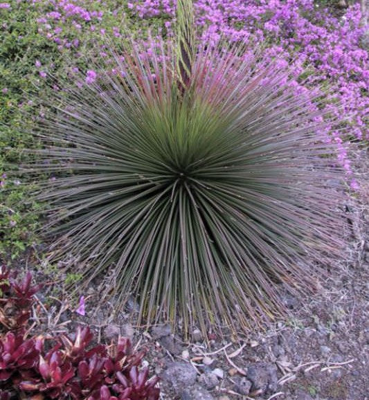 Agave Twin Flowered Agave |Agave geminiflora