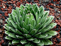 Agave Queen Victoria | Agave victoriae-reginae T. Moore