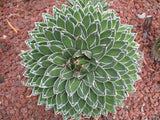 Agave Queen Victoria | Agave victoriae-reginae T. Moore