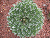 Agave Queen Victoria | Agave victoriae-reginae T. Moore