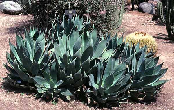 Agave 'Blue Flame' | Agave shawii x attenuata