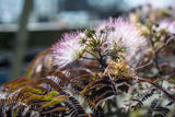 Chocolate Fountain™ Mimosa Tree Albizia julibrissin 'NCAJ1' PP #25,813