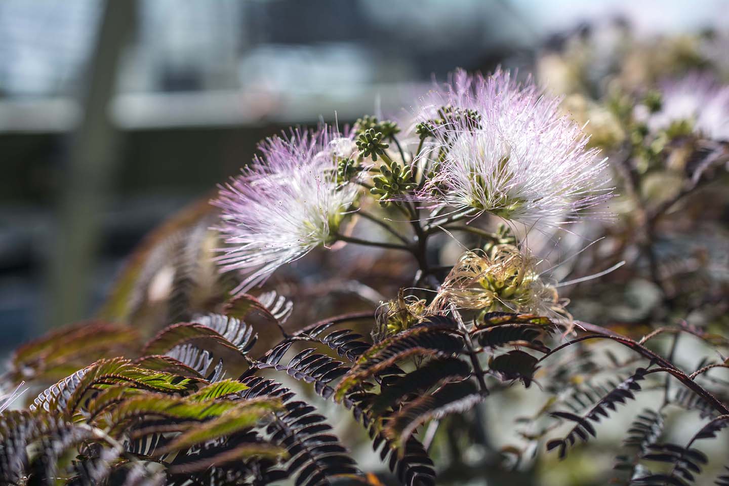 Chocolate Fountain™ Mimosa Tree Albizia julibrissin 'NCAJ1' PP #25,813