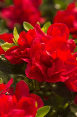 Autumn Fire® Encore® Azalea