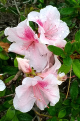 Autumn Chiffon™ Encore Azalea