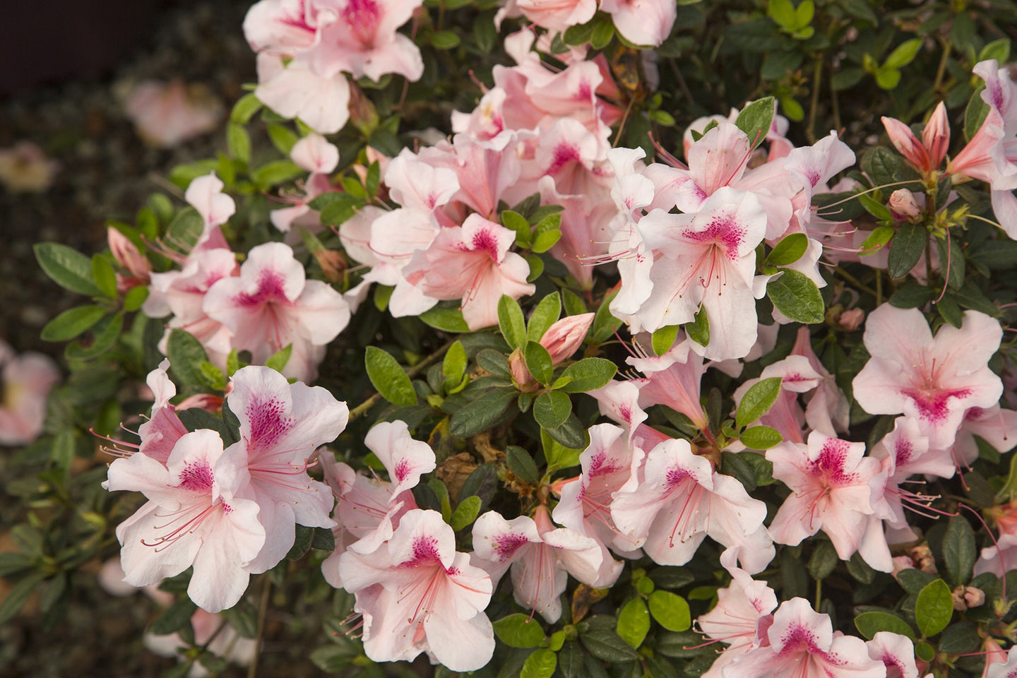 Autumn Chiffon™ Encore Azalea