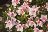 Autumn Chiffon™ Encore Azalea