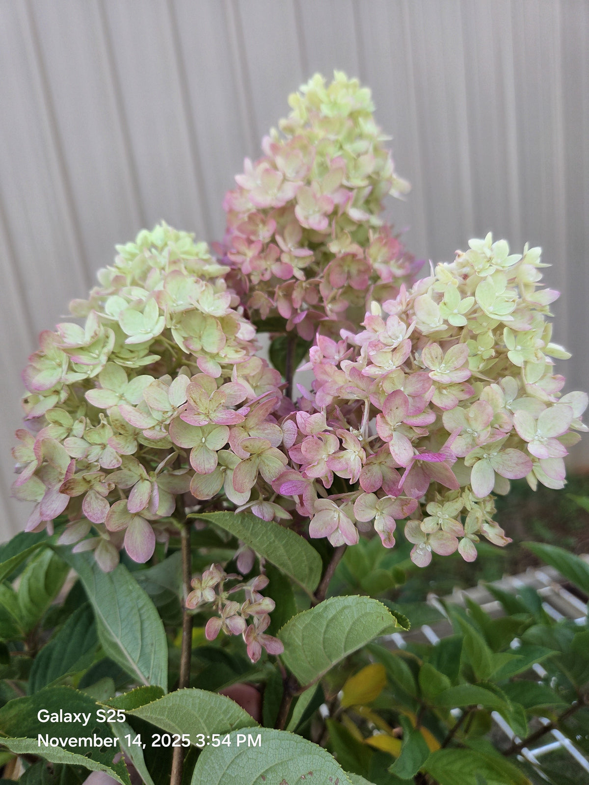Dragon Baby Hydrangea - Compact Panicle Hydrangea | Zones 3-9 – Plant ...