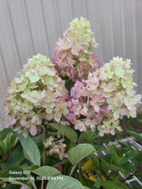 Dragon Baby Hardy Hydrangea ™  | Panicle Hydrangea