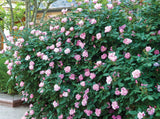 Blushing Pink Knockout Rose | Rosa 'Radyod' specimen shrub