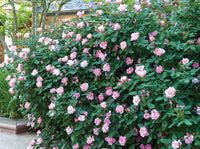 Blushing Pink Knockout Rose | Rosa 'Radyod' specimen shrub