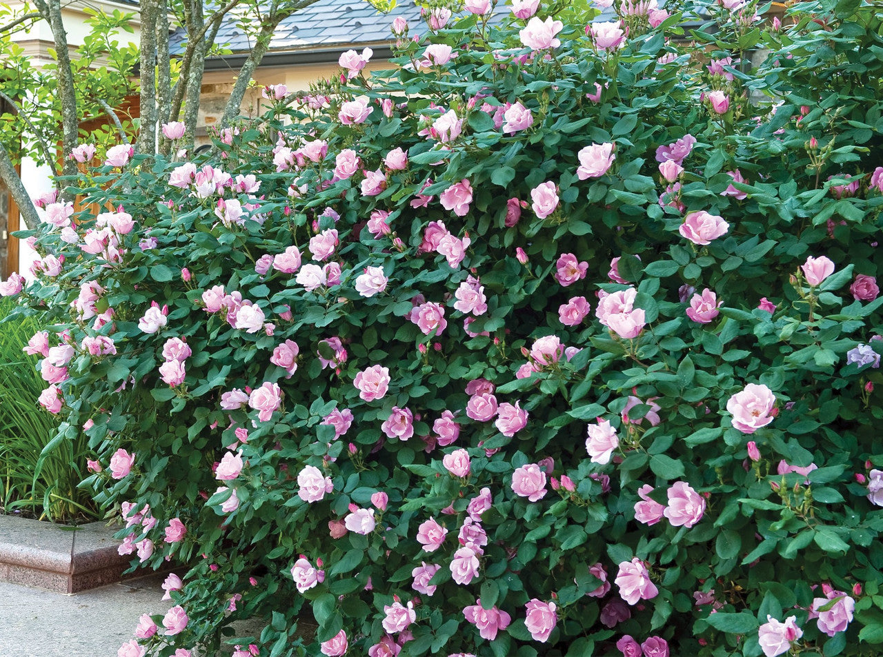 Blushing Pink Knockout Rose | Rosa 'Radyod' specimen shrub