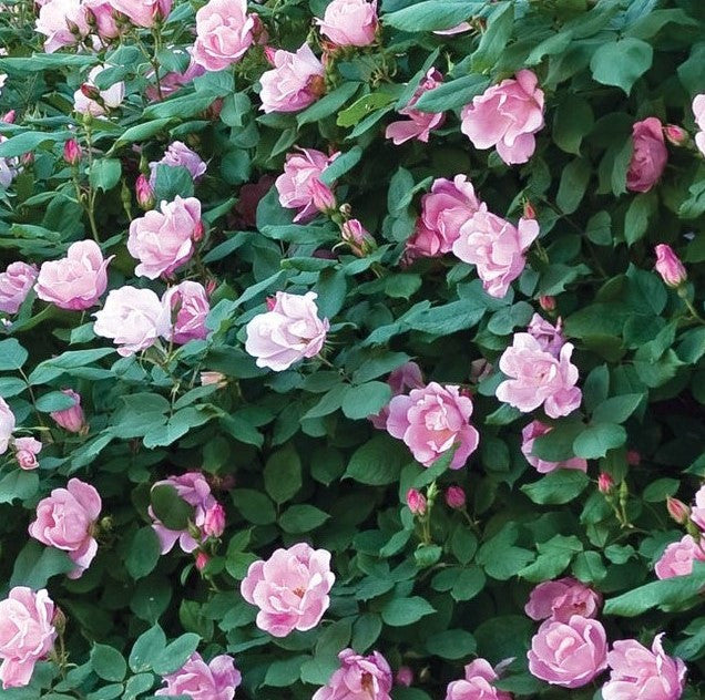 Blushing Pink Knockout Rose | Rosa 'Radyod' landscape shrub