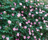 Blushing Pink Knockout Rose | Rosa 'Radyod' multi-blooms