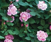 Blushing Pink Knockout Rose | Rosa 'Radyod' blooming shrub