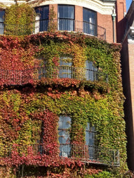 Boston Ivy | Partenocissus tricuspidata 'Boston Ivy' growing on a building.