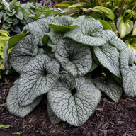 Brunnera 'Queen of Hearts' – Proven Winners Shade Perennial