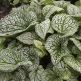 Brunnera 'Queen of Hearts' – Proven Winners Shade Perennial