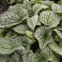 Brunnera 'Queen of Hearts' – Proven Winners Shade Perennial