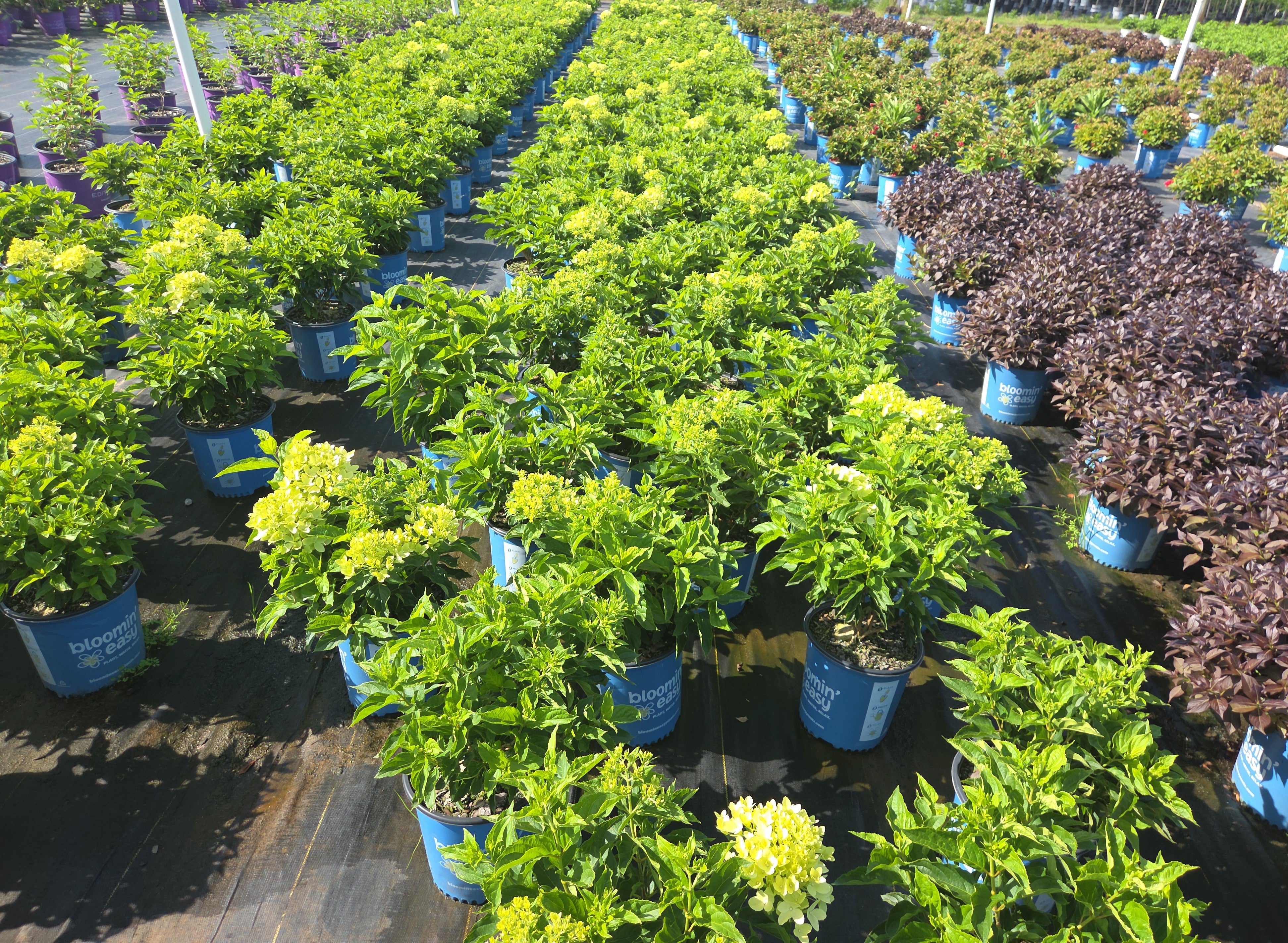 Bubble Bath Hydrangea - Hardy Panicle Hydrangea | Plant Factory Direct