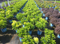 Bubble Bath™ Hardy Hydrangea | Hydrangea paniculata 'Bokomabou' USPPAF, CPBRAF