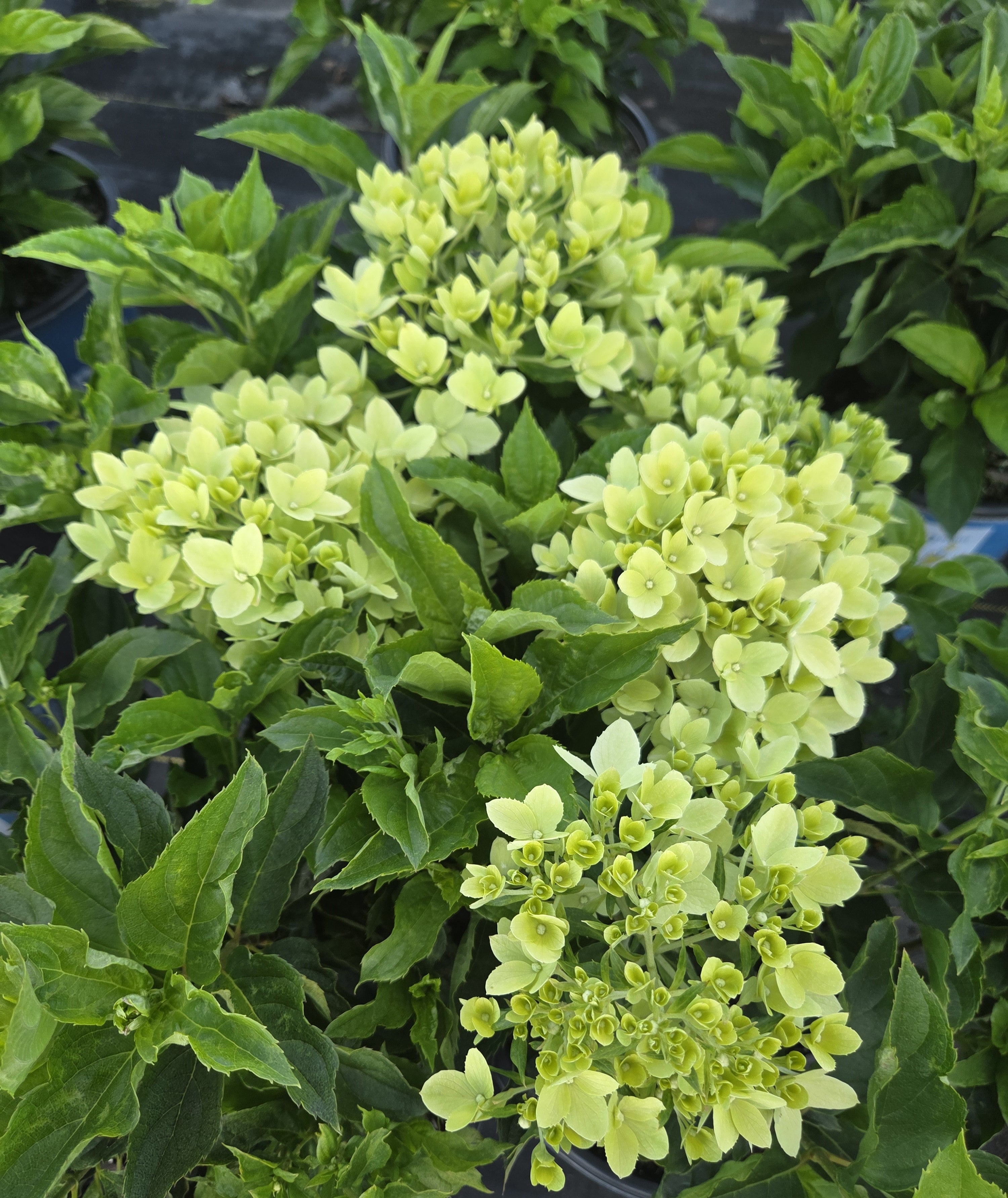 Bubble Bath Hydrangea - Hardy Panicle Hydrangea | Plant Factory Direct