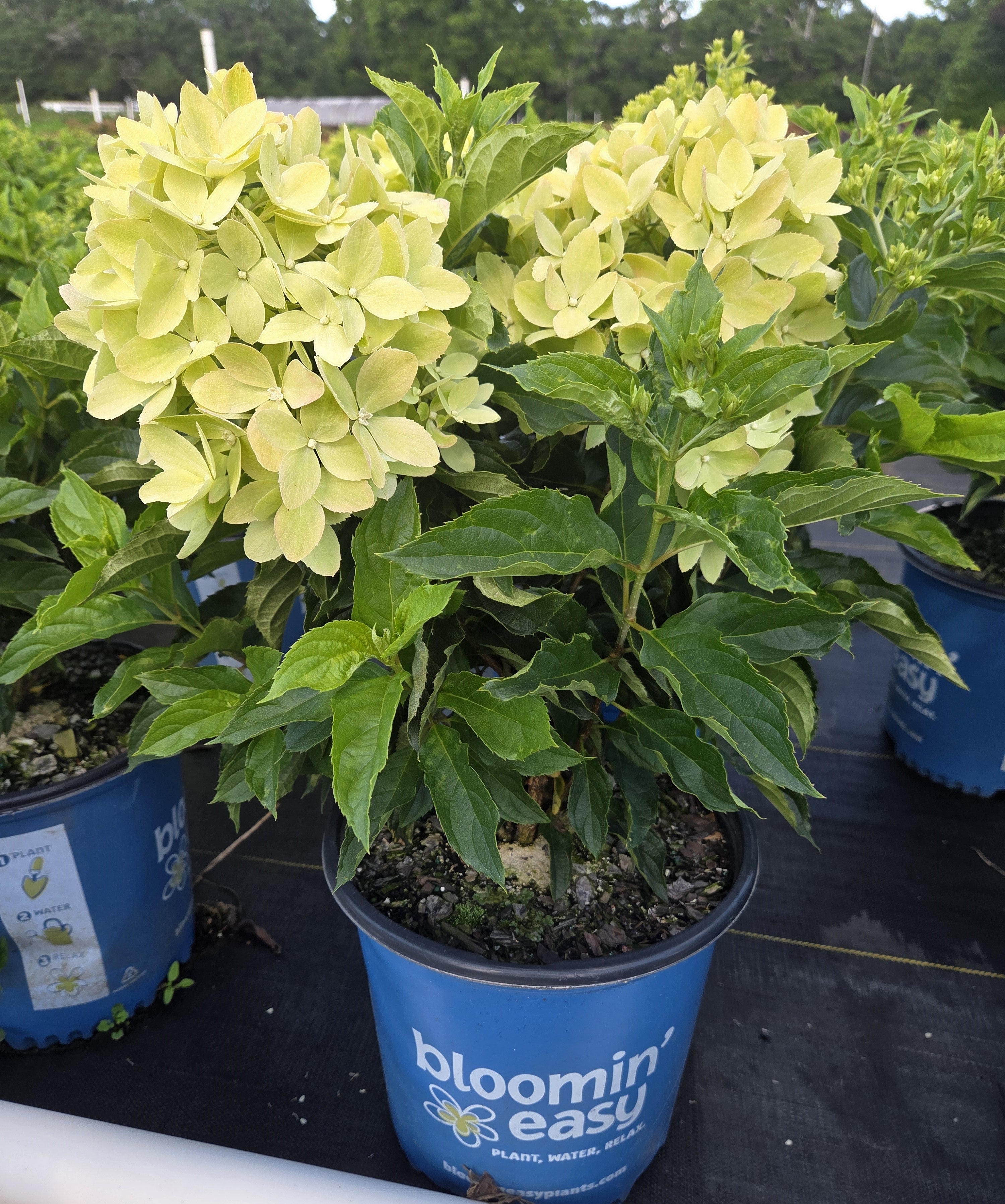 Bubble Bath Hydrangea - Hardy Panicle Hydrangea | Plant Factory Direct