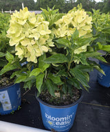 Bloomin in May 