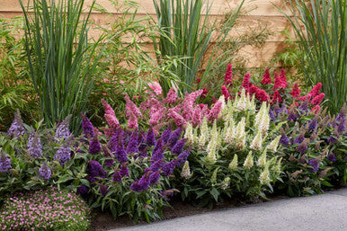 Butterfly Candy™ Butterfly Series | New Introduction for 2023 | 4 Exciting Colors