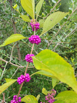 American Beautyberry (Callicarpa americana) - French Mulberry