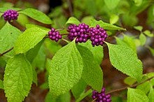 American Beautyberry (Callicarpa americana) - French Mulberry