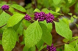 American Beautyberry (Callicarpa americana) - French Mulberry