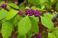 American Beautyberry (Callicarpa americana) - French Mulberry