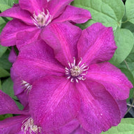 Cardinal Wyszynski Clematis | Clematis 'Kardynal Wyszynski'