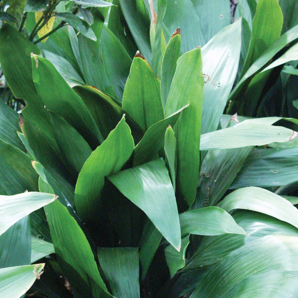 Cast Iron Plant (Aspidistra elatior) | Shade-Loving, Deer Resistant