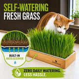 Self Watering Cat Grass Kit. The Easiest Way to Grow Cat Grass.