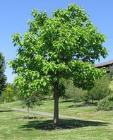 Northern Catalpa - Catalpa speciosa Warder ex Engelm | Premium 3 Gallon