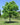 Northern Catalpa - Catalpa speciosa Warder ex Engelm | Premium 3 Gallon