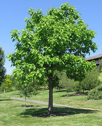 Northern Catalpa - Catalpa speciosa Warder ex Engelm | Premium 3 Gallon