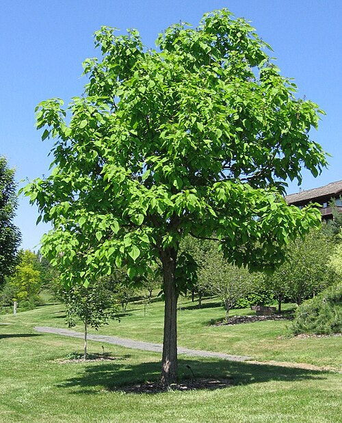Northern Catalpa - Catalpa speciosa Warder ex Engelm | Premium 3 Gallon