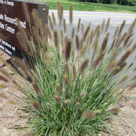 Pennisetum alopecuroides Cayenne™ PP31097