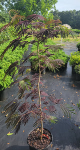 Chocolate Fountain™ Mimosa Tree Albizia julibrissin 'NCAJ1' PP #25,813