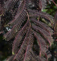 Chocolate Fountain™ Mimosa Tree Albizia julibrissin 'NCAJ1' PP #25,813