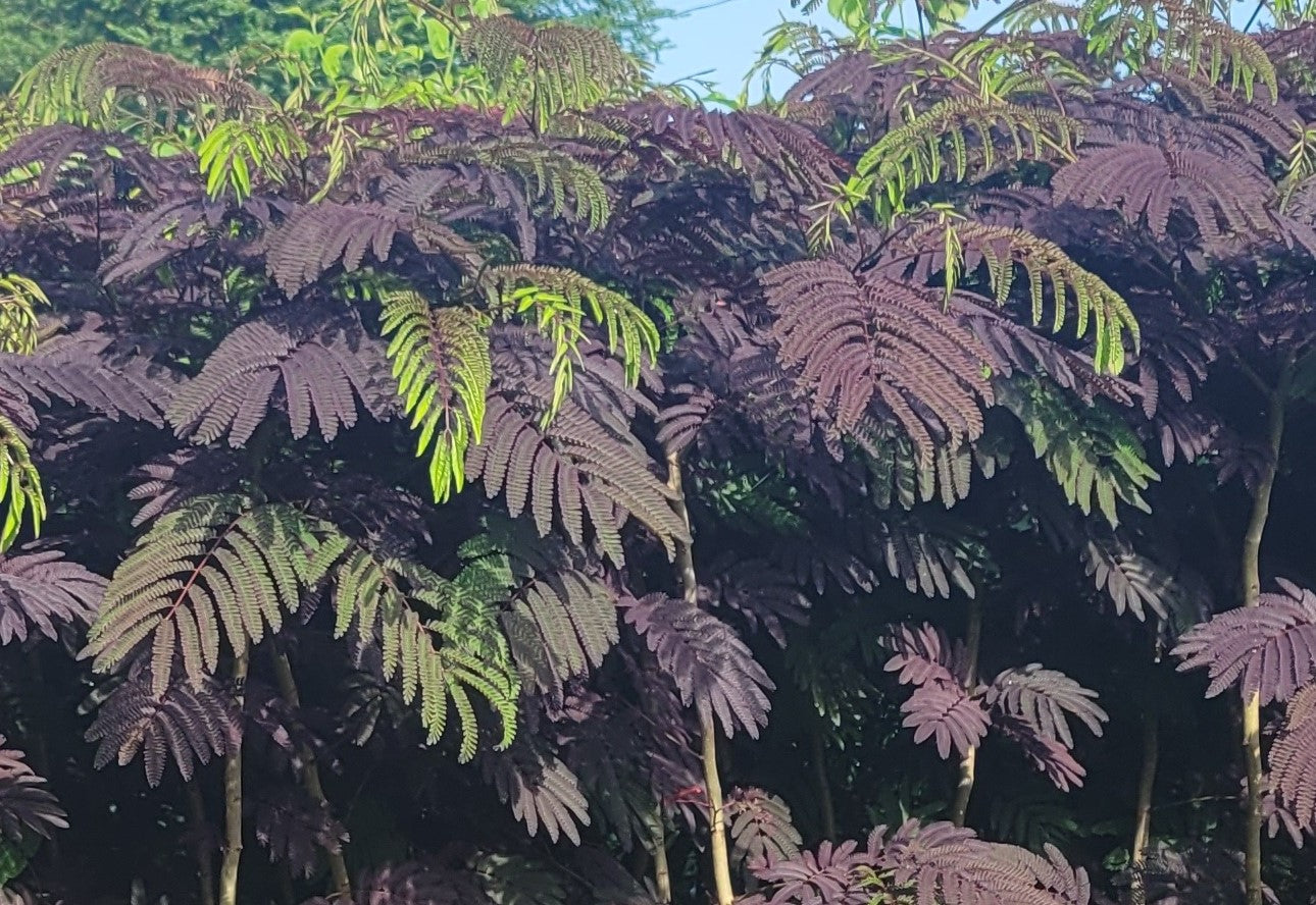 Chocolate Fountain™ Mimosa Tree Albizia julibrissin 'NCAJ1' PP #25,813